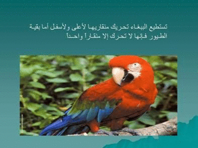 Click image for larger version

Name:	106072.gif
Views:	1
Size:	65.3 KB
ID:	1366714