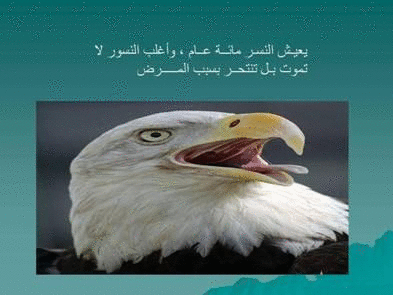 Click image for larger version

Name:	106075.gif
Views:	1
Size:	62.0 KB
ID:	1366717
