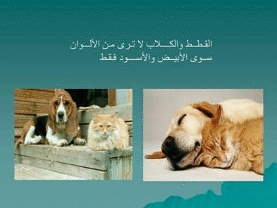 Click image for larger version

Name:	106078.gif
Views:	1
Size:	62.1 KB
ID:	1366720