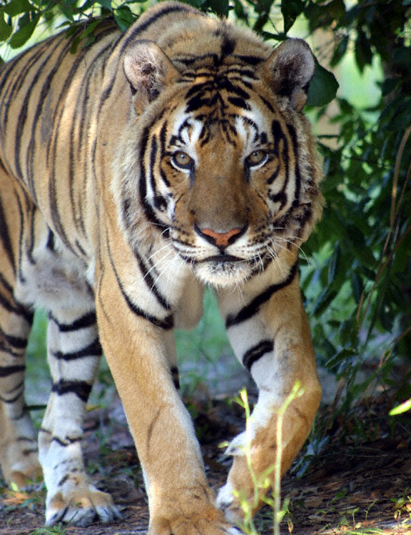 Click image for larger version

Name:	1334844217852.jpg
Views:	1
Size:	185.8 KB
ID:	1306655