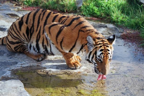 Click image for larger version

Name:	pantheratigrisamoyensisna9.jpg
Views:	1
Size:	56.5 KB
ID:	1306661