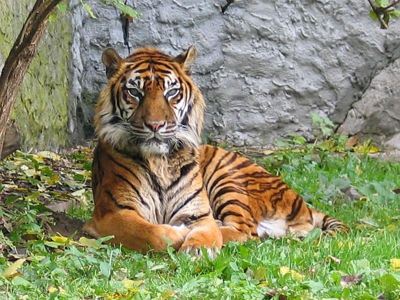 Click image for larger version

Name:	pantheratigrissumatransyh9.jpg
Views:	1
Size:	121.3 KB
ID:	1306662