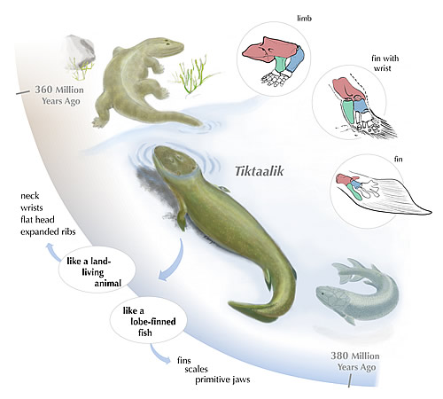Click image for larger version

Name:	tiktaalik_illustration_500w.jpg
Views:	1
Size:	38.8 KB
ID:	1306680