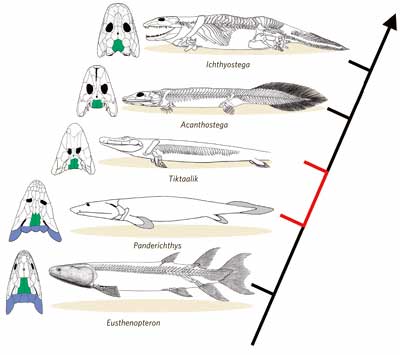 Click image for larger version

Name:	tiktaalik_phylo.jpg
Views:	1
Size:	16.1 KB
ID:	1306681