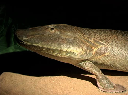 Click image for larger version

Name:	Tiktaalik_model_500w.jpg
Views:	1
Size:	38.7 KB
ID:	1306682