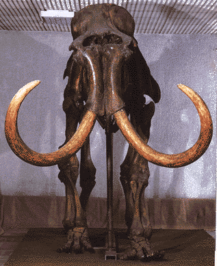 Click image for larger version

Name:	mammothskeleton.gif
Views:	1
Size:	50.4 KB
ID:	1306710