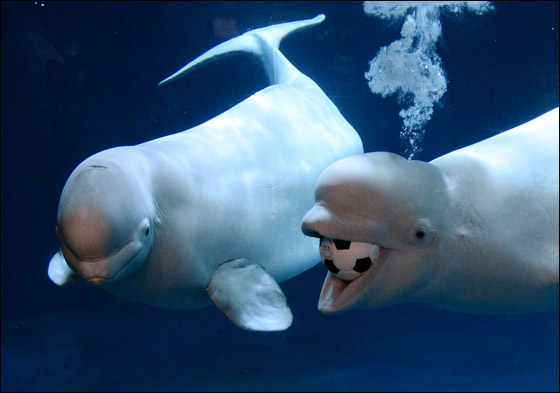 Click image for larger version

Name:	Whales_Socce1r_03.jpg
Views:	1
Size:	46.3 KB
ID:	1369482