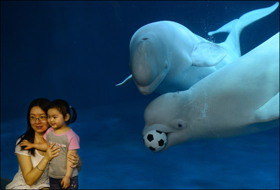 Click image for larger version

Name:	Whales_Soccer_04.jpg
Views:	1
Size:	41.3 KB
ID:	1369483