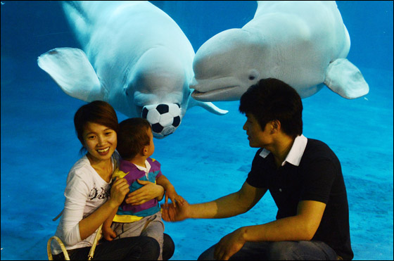Click image for larger version

Name:	Whales_Soccer_05.jpg
Views:	1
Size:	64.1 KB
ID:	1369484