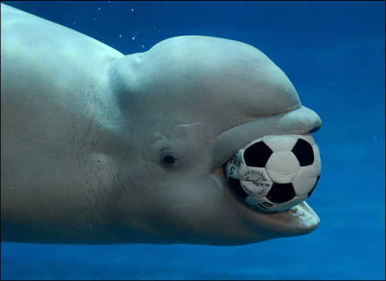 Click image for larger version

Name:	Whales_Soccer_06.jpg
Views:	1
Size:	45.3 KB
ID:	1369485