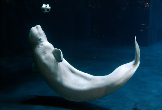 Click image for larger version

Name:	Whales_Soccer_07.jpg
Views:	1
Size:	33.0 KB
ID:	1369486