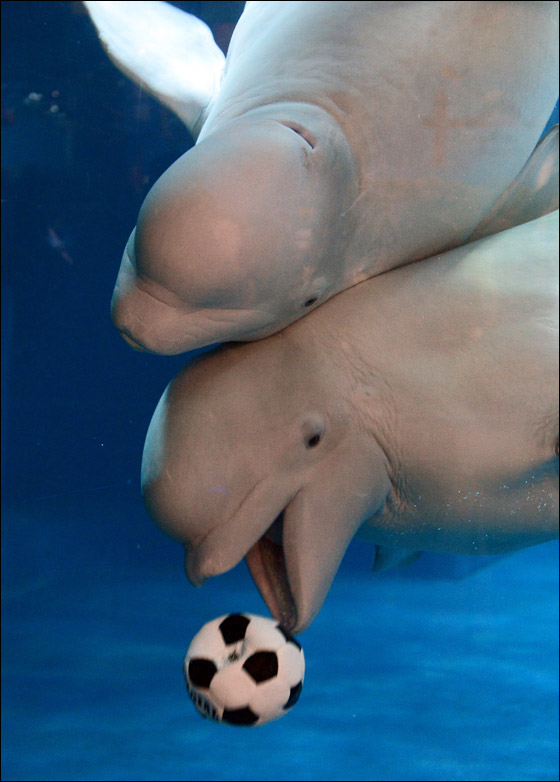 Click image for larger version

Name:	Whales_Soccer_08.jpg
Views:	1
Size:	85.2 KB
ID:	1369487