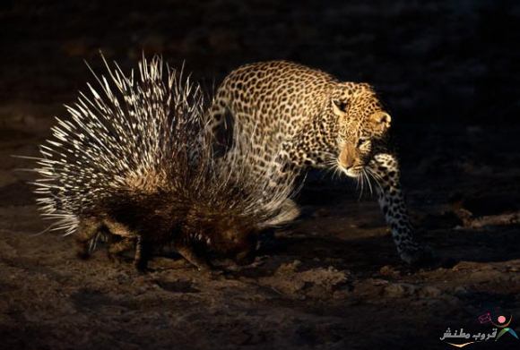 Click image for larger version

Name:	491b1028e163604fe5e147248077993e.jpg
Views:	1
Size:	38.5 KB
ID:	1369529