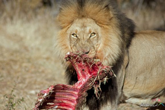 Click image for larger version

Name:	20a2110459e8db97365bd4d3ff9f8d0e.jpg
Views:	1
Size:	40.9 KB
ID:	1369534