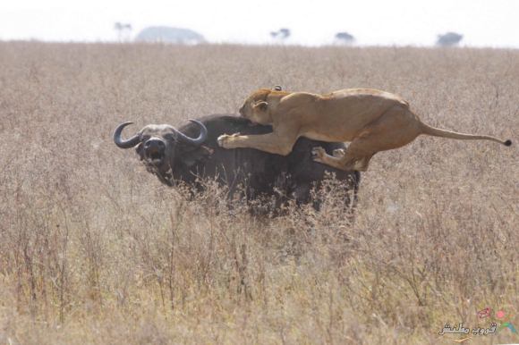 Click image for larger version

Name:	491b1028e163604fe5e147248077993e.jpg
Views:	1
Size:	38.1 KB
ID:	1369536