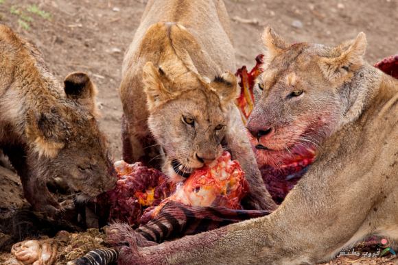 Click image for larger version

Name:	20a2110459e8db97365bd4d3ff9f8d0e.jpg
Views:	1
Size:	59.7 KB
ID:	1307131