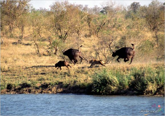 Click image for larger version

Name:	491b1028e163604fe5e147248077993e.jpg
Views:	1
Size:	62.4 KB
ID:	1307133