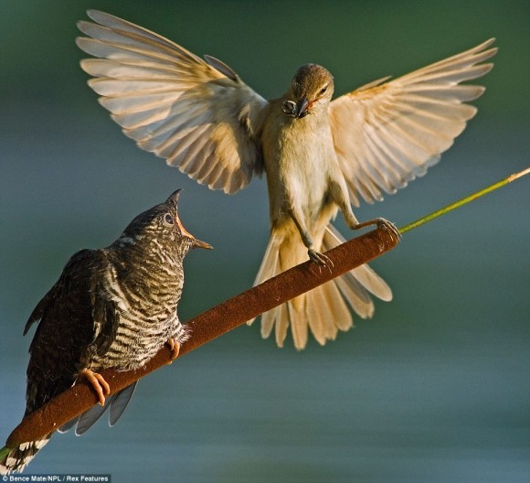 Click image for larger version

Name:	29b7991ef7c2bcd2d30f52c2f4bbe0b4.jpg
Views:	1
Size:	66.1 KB
ID:	1307178
