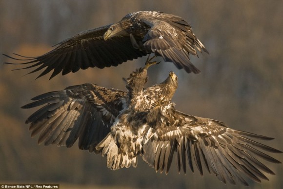 Click image for larger version

Name:	09c4be83c5f8496eb3c69fbdd124e957.jpg
Views:	1
Size:	52.3 KB
ID:	1307184