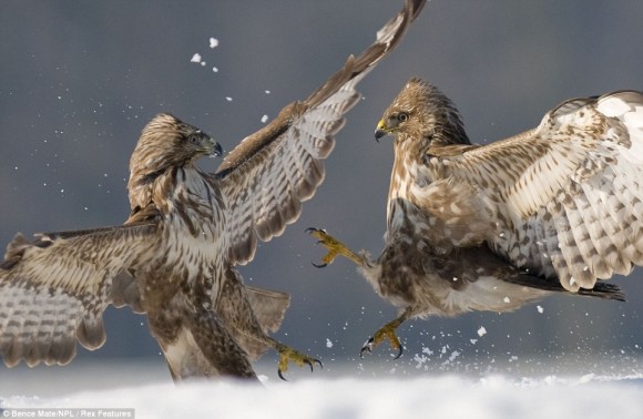 Click image for larger version

Name:	09c4be83c5f8496eb3c69fbdd124e957.jpg
Views:	1
Size:	54.6 KB
ID:	1307187