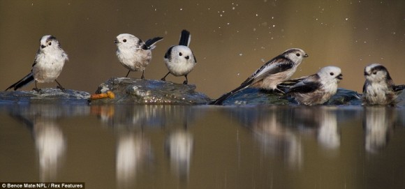 Click image for larger version

Name:	20a2110459e8db97365bd4d3ff9f8d0e.jpg
Views:	1
Size:	31.1 KB
ID:	1307188