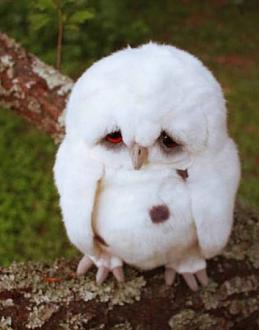 Click image for larger version

Name:	sad-bird.jpg
Views:	1
Size:	205.4 KB
ID:	1370740