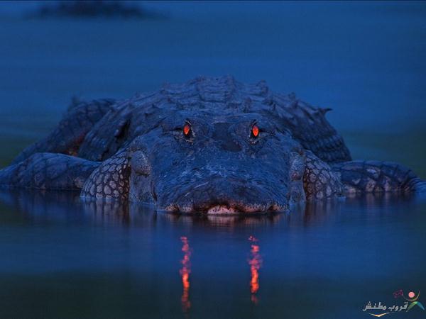 Click image for larger version

Name:	94.jpg
Views:	1
Size:	23.3 KB
ID:	1370753