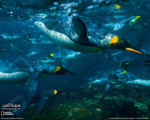 Click image for larger version

Name:	Bestwallpaperfrom_blog4arab.com-14.jpg
Views:	1
Size:	67.7 KB
ID:	1307964