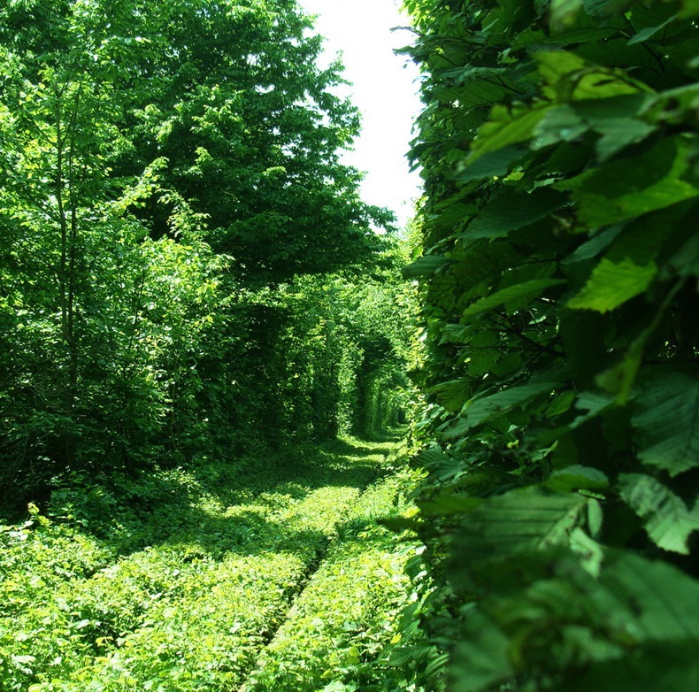 Click image for larger version

Name:	tunnel-of-love-73.jpg
Views:	1
Size:	294.3 KB
ID:	1373316